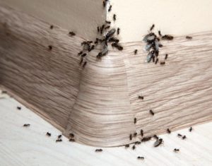 commercial pest control gold coast