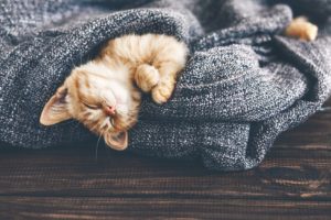 Cat Fleas and Ticks
