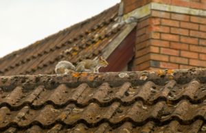 animals in roof