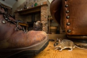 House Mouse