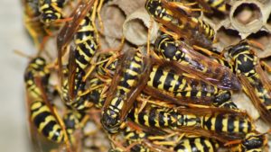 hornet nest removal