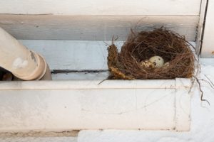 Birds Nests