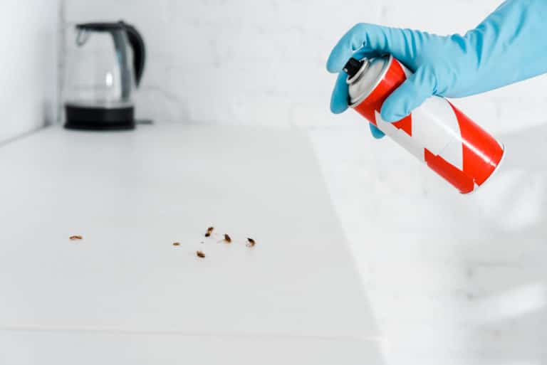 toxic spray can near cockroaches