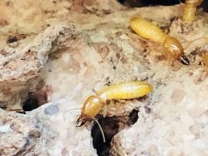 Termite control
