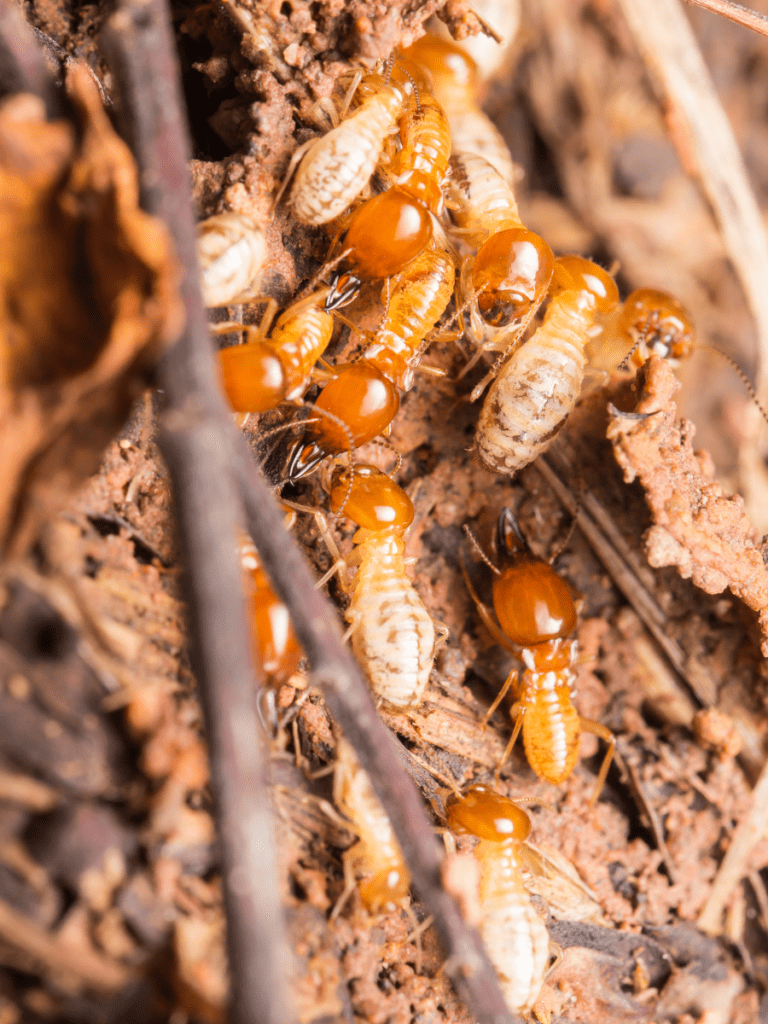 Termite Control Gold Coast
