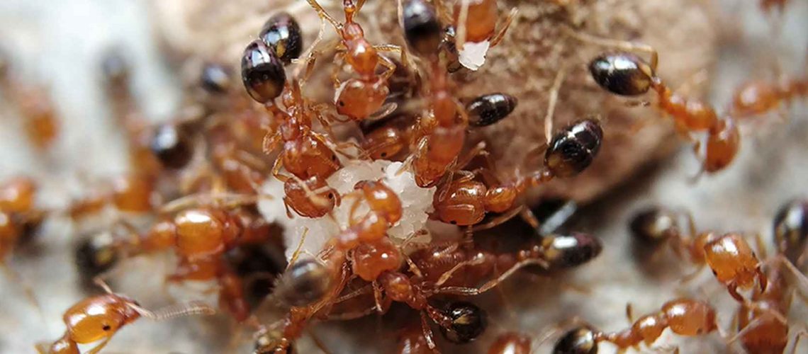 After the Fire and the Rain