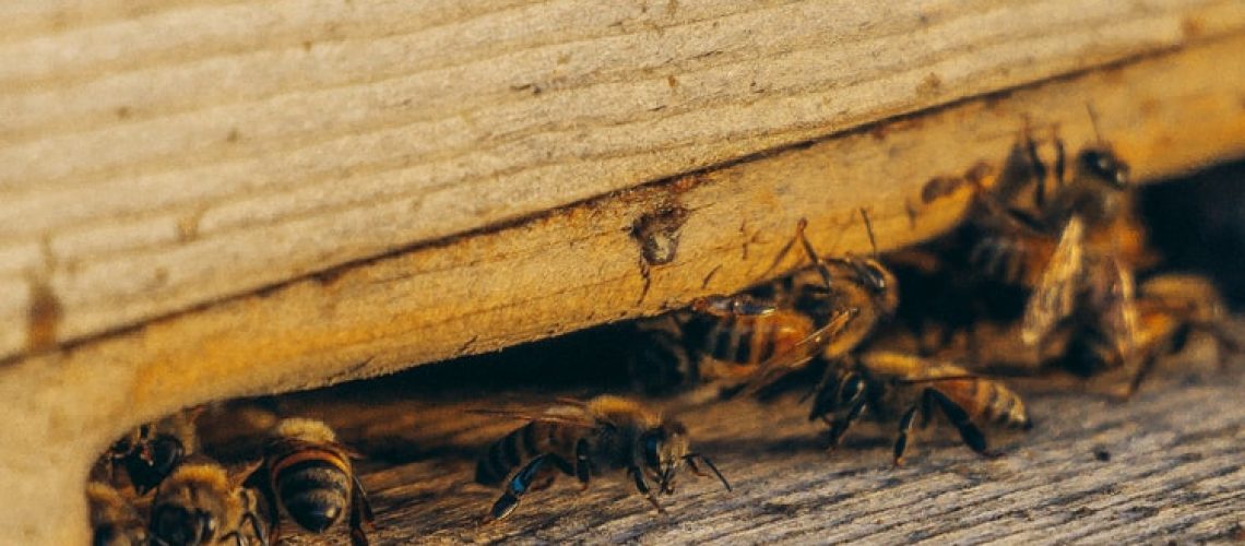 Best Pest Controller