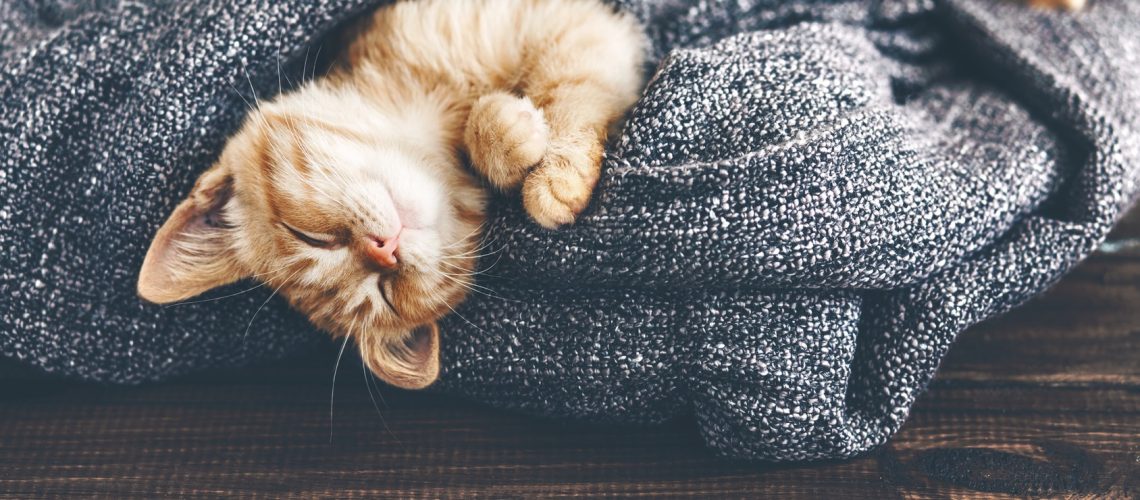 Cat Fleas and Ticks