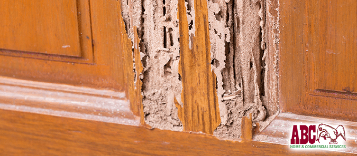Termite damage to wooden door
