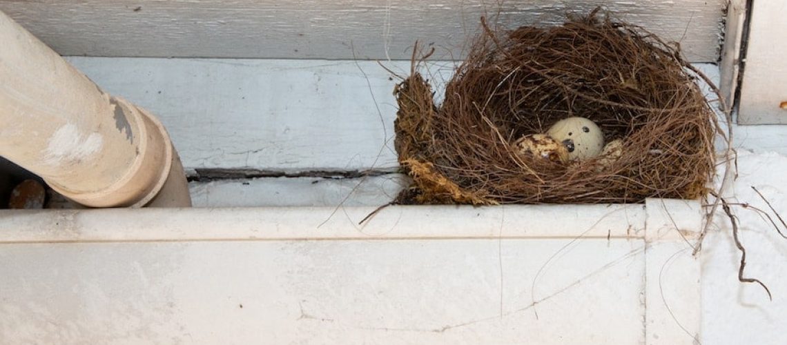Birds Nests