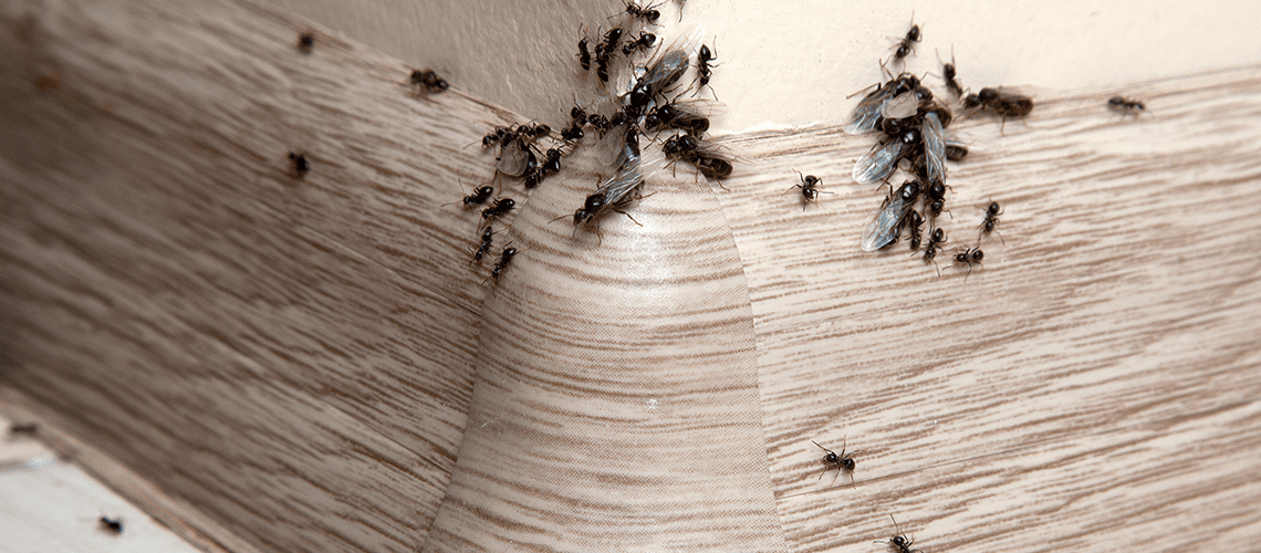 Ant-Extermination--A-Gold-Coast-Homeowners-Guide