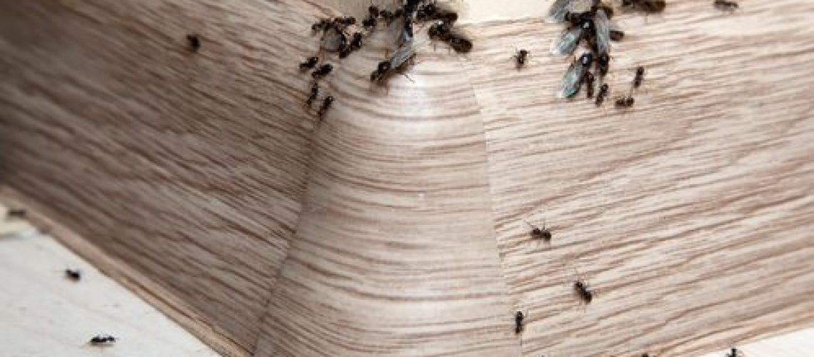 commercial pest control gold coast