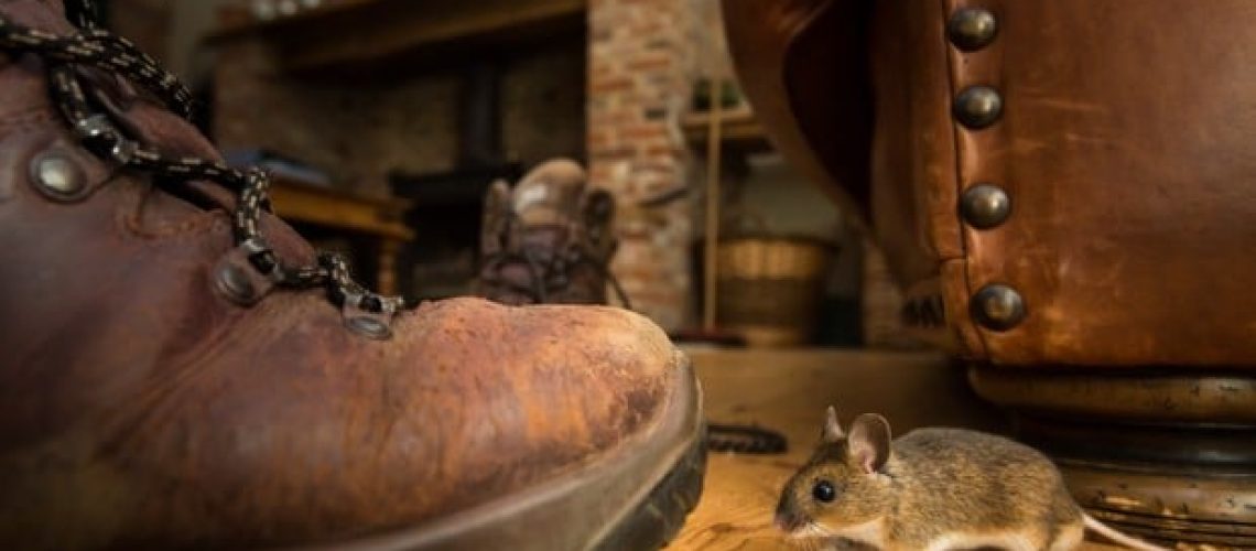House Mouse