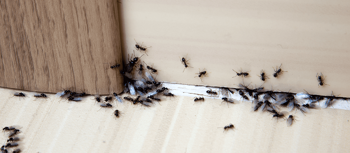 How-to-Spot-an-Ant-Infestation-Early