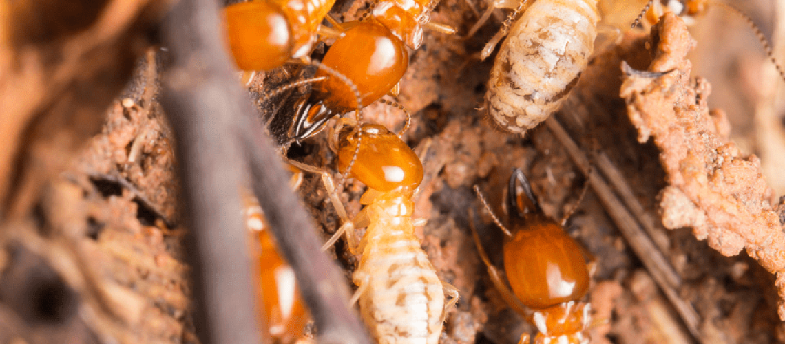 Termite Control Gold Coast