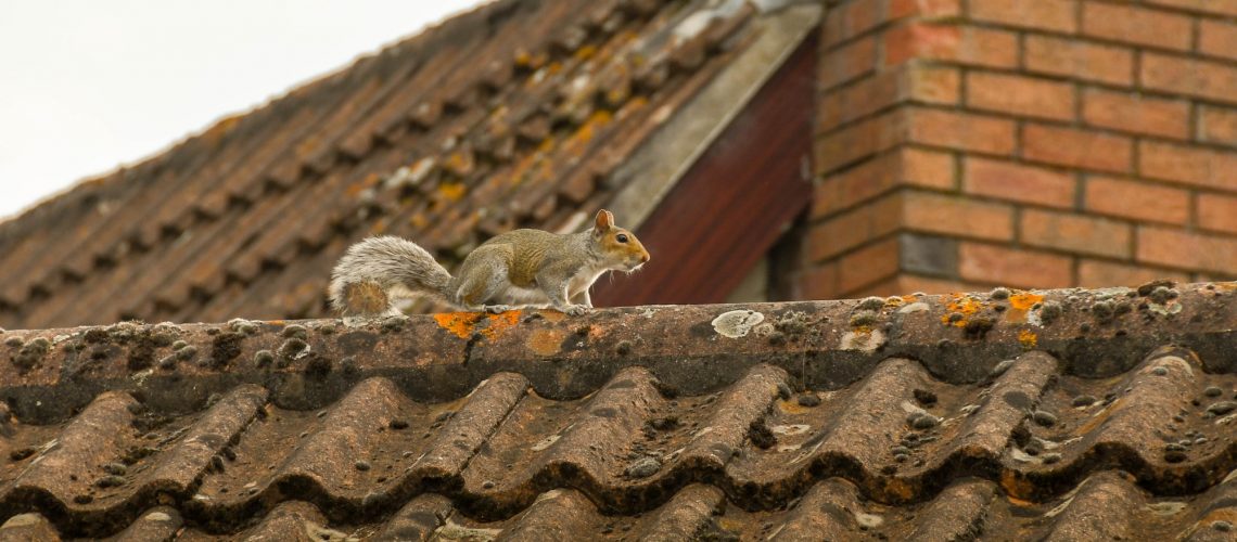 animals in roof