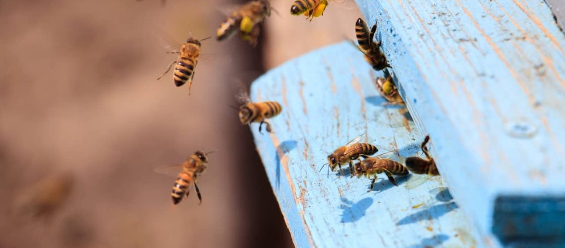 closeup-honeybees-flying-blue-painted-wooden-surface-sunlight-daytime (1)
