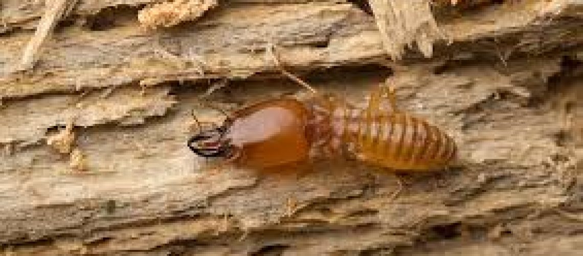 Termites Are on the March