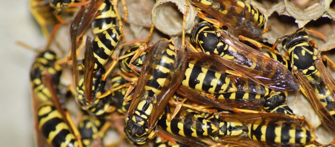 hornet nest removal