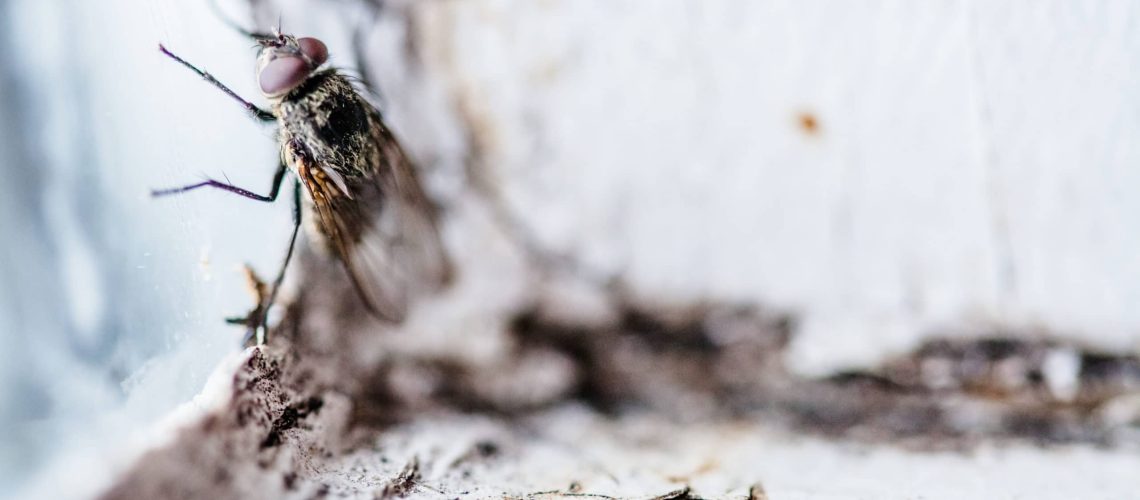 Nasty Housefly in a Window
