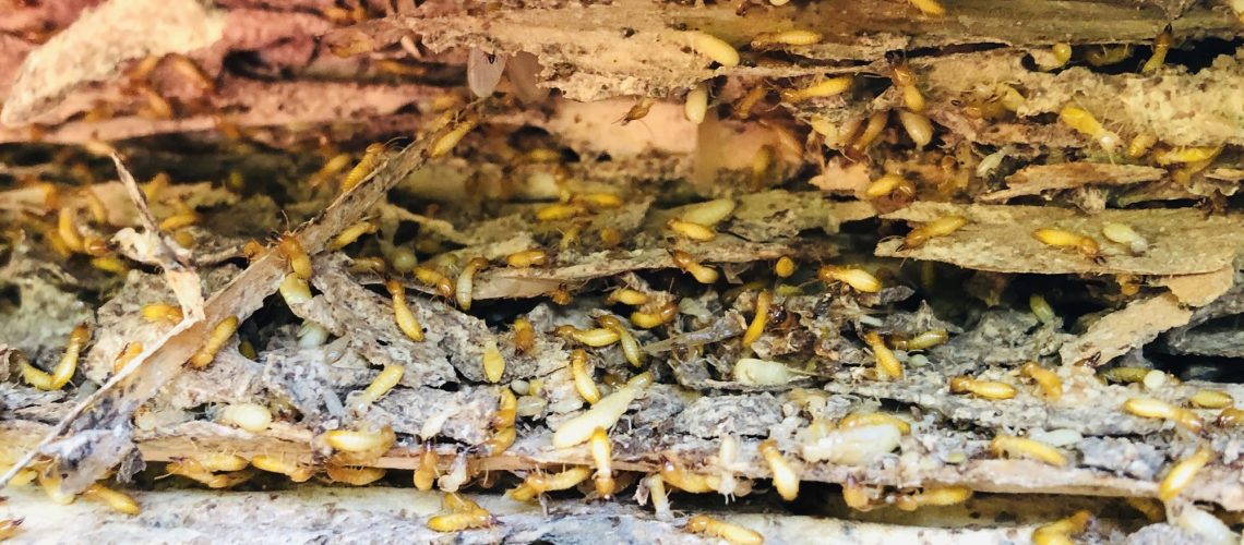 Subterranean Termites Working