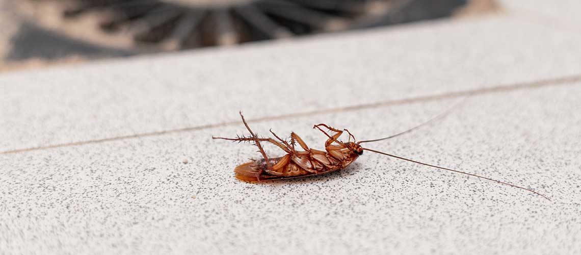 top-5-residential-pests-img